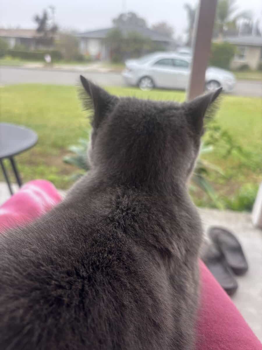 Senior kitty needs a real home and human bed! image 2