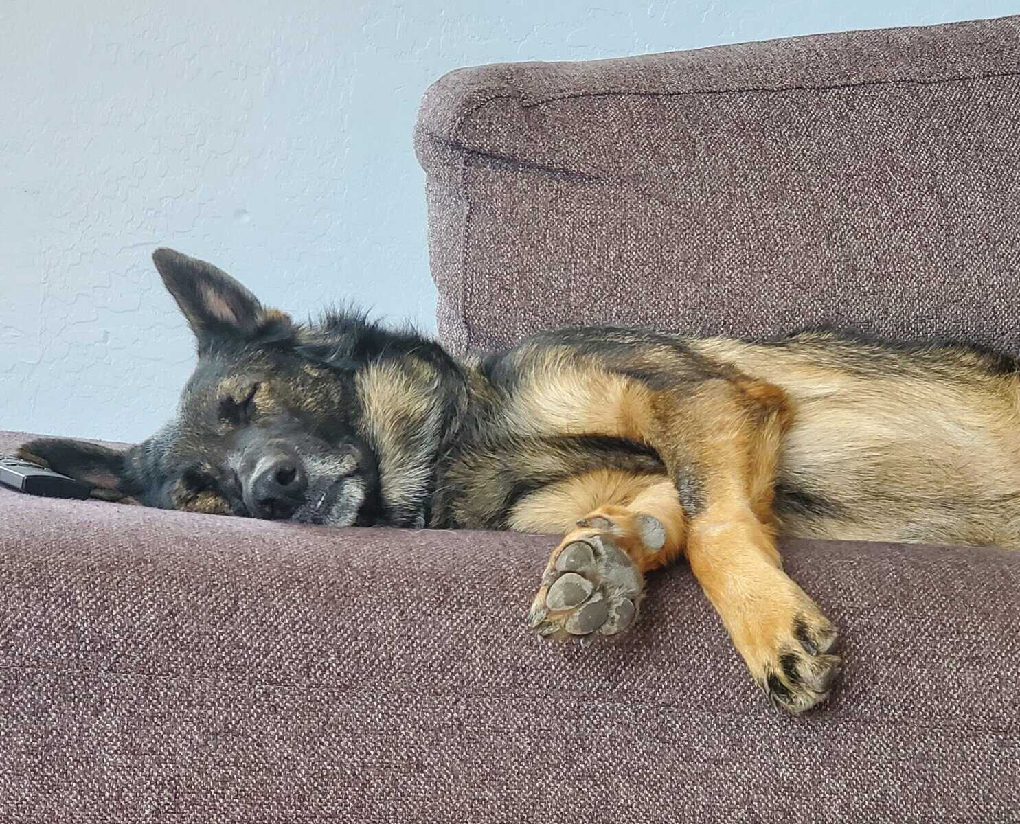 German Shepherd for rehoming image 4