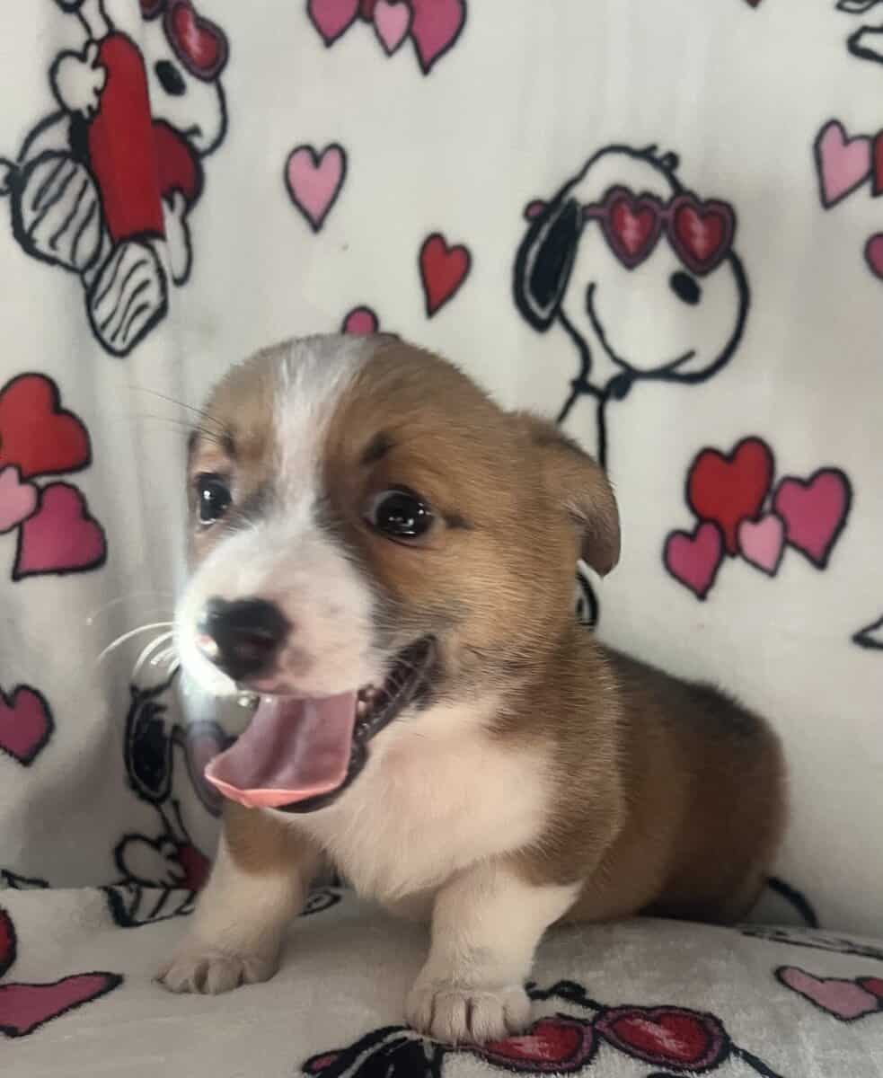 AKC puppies ready to go home parents onsite loving image 8