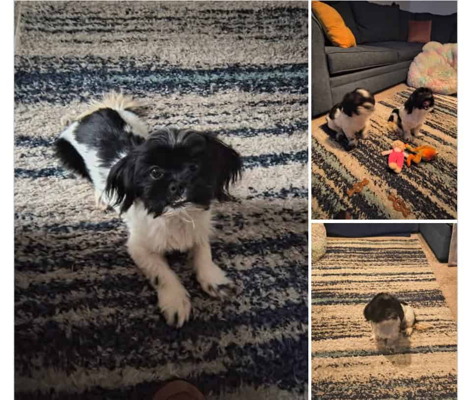 2 7 month old shih Tzu brothers image 1
