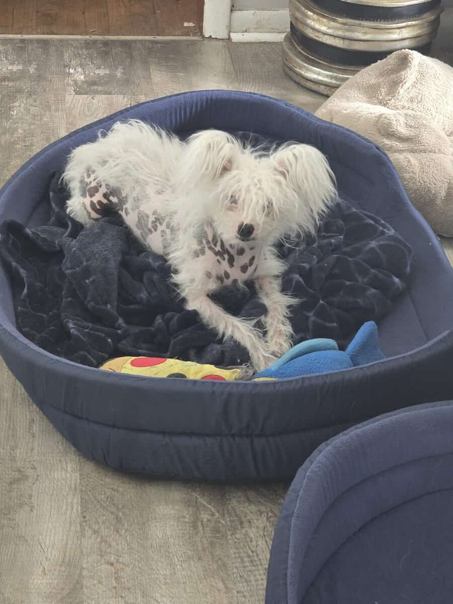Chinese crested H.H Ship Included image 7