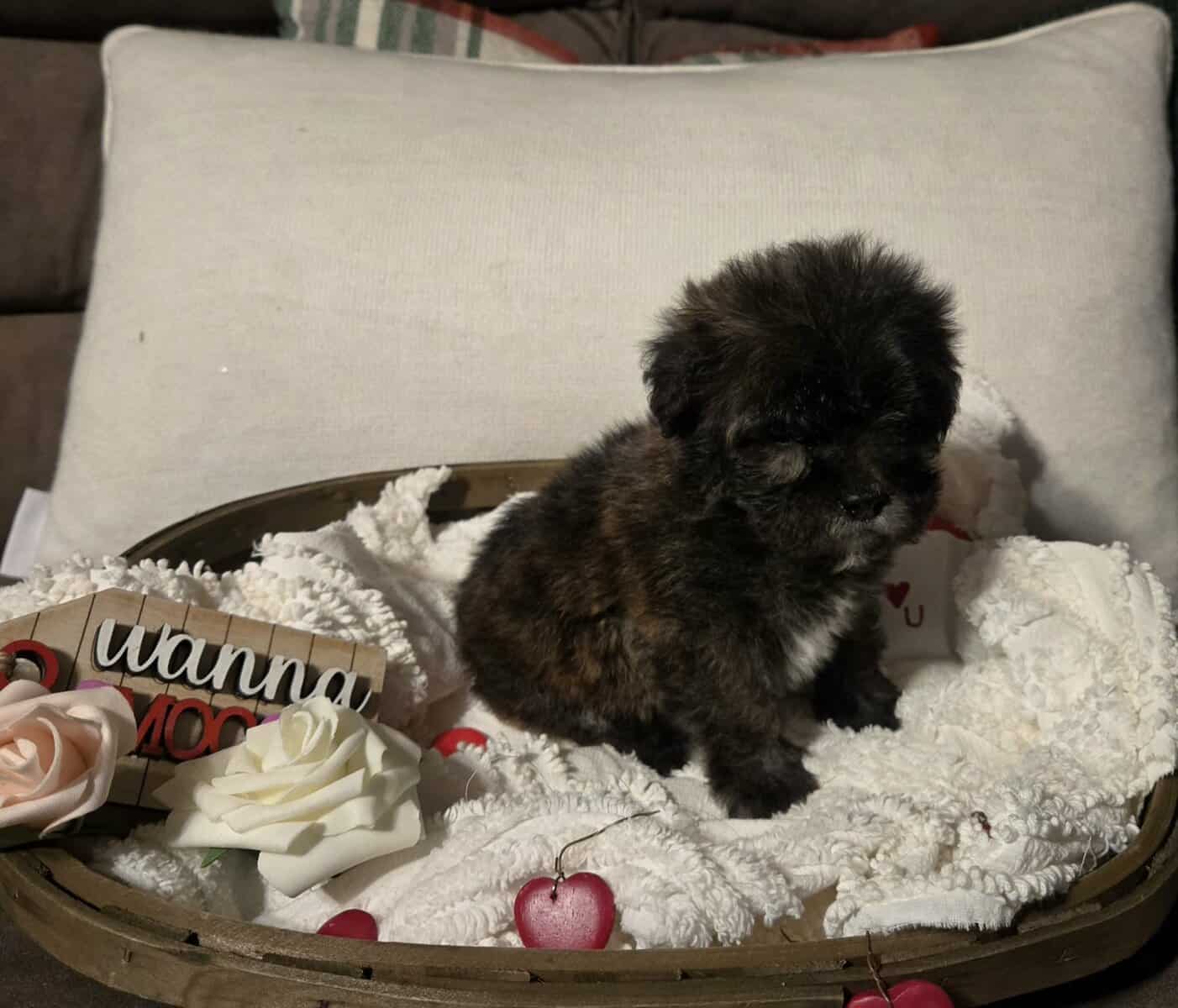 Lhasa Poo image 2