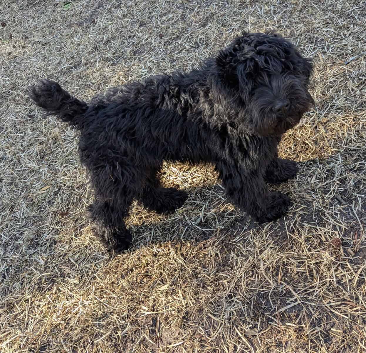 Sweet Whoodle Puppies image 4