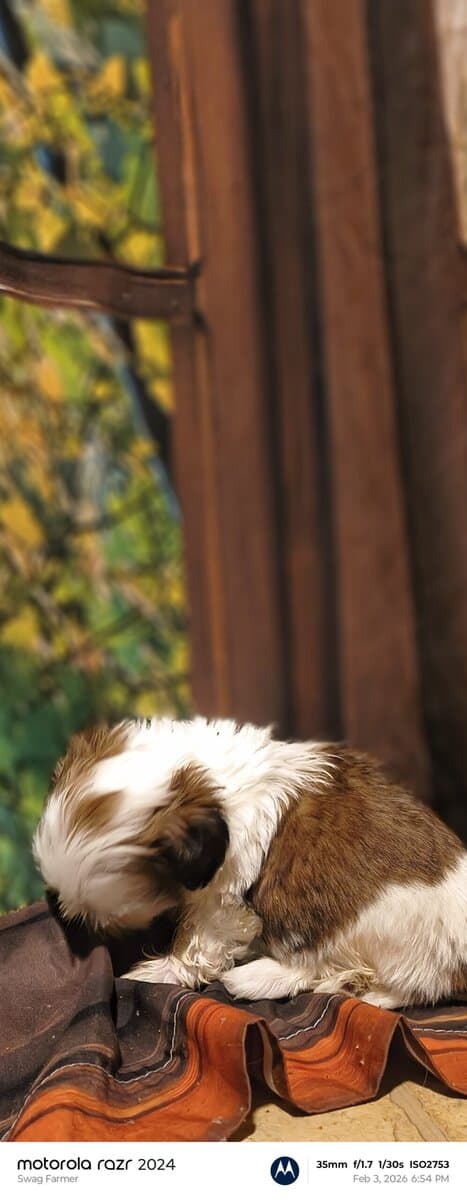 Puppies for loving home image 5