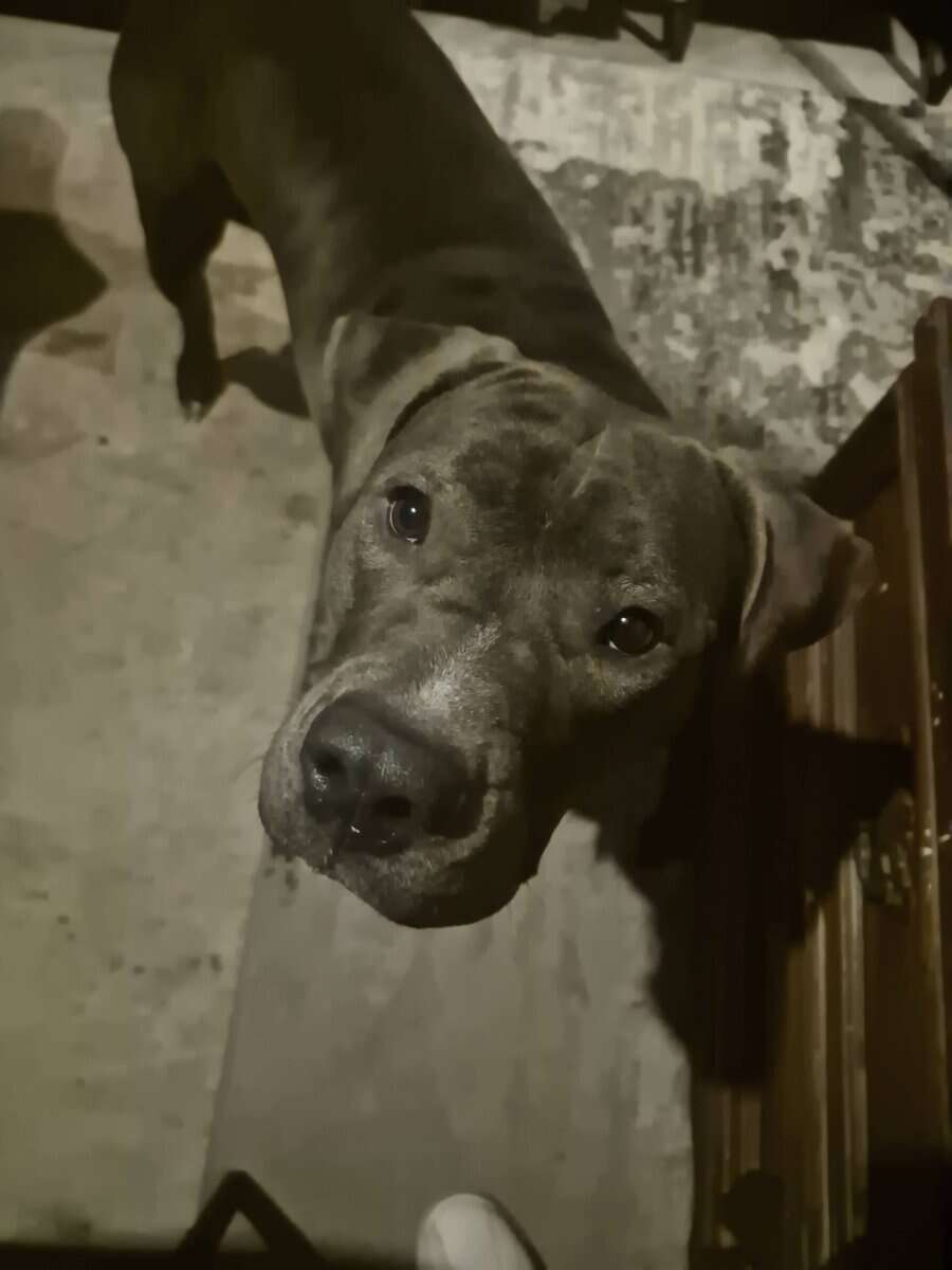 Pitbull to a loving home! image 3