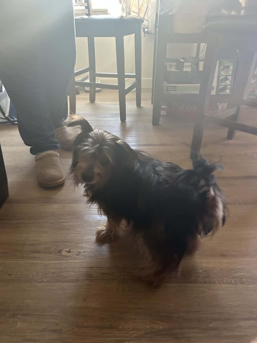 Super Spud Yorki/ Terrier image 2
