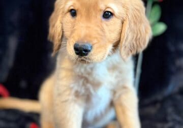 Golden Retriever puppy 2