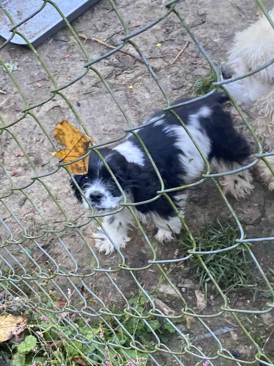 Cocker spaniel image 4