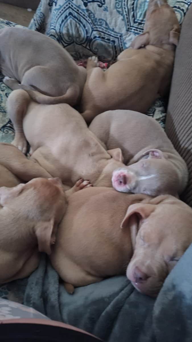 Pittie Puppies for sale image 2