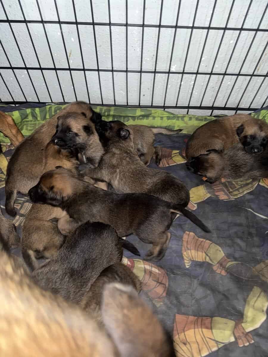 Puppies for sale image 1