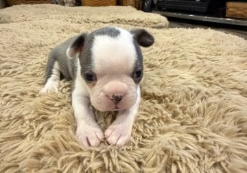 River, cute little blue male boston terrier