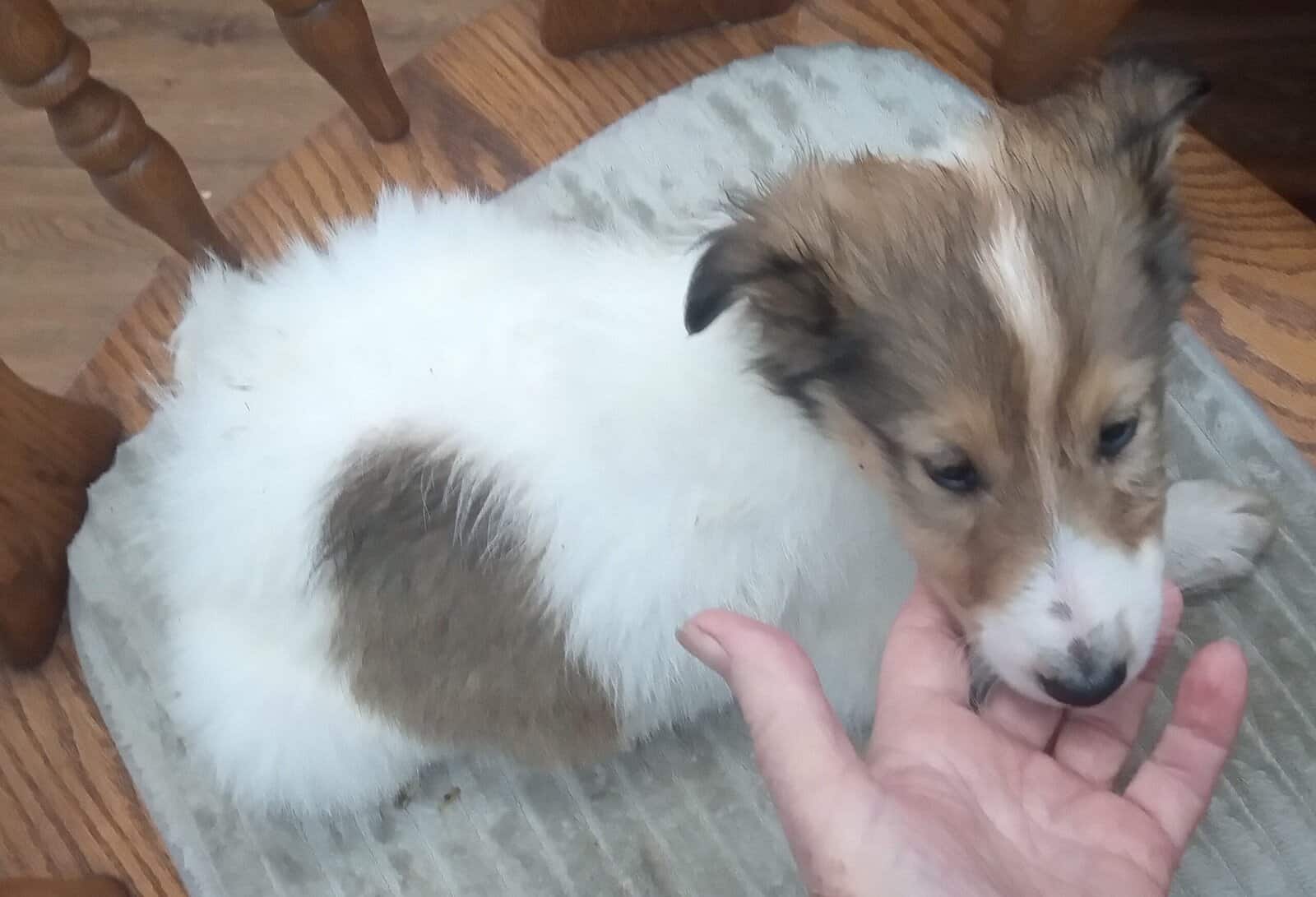 Beautiful Collie (Rough) Puppies image 10