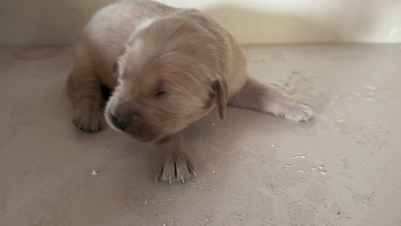 Golden Retrievers for sale image 2