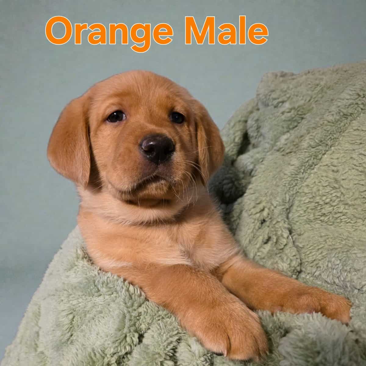Yellow labs image 1