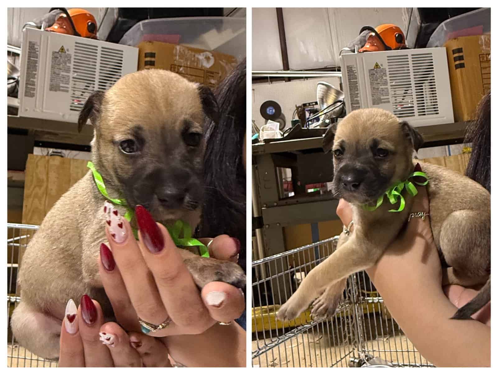 Puppies for sale or free to good homes image 4