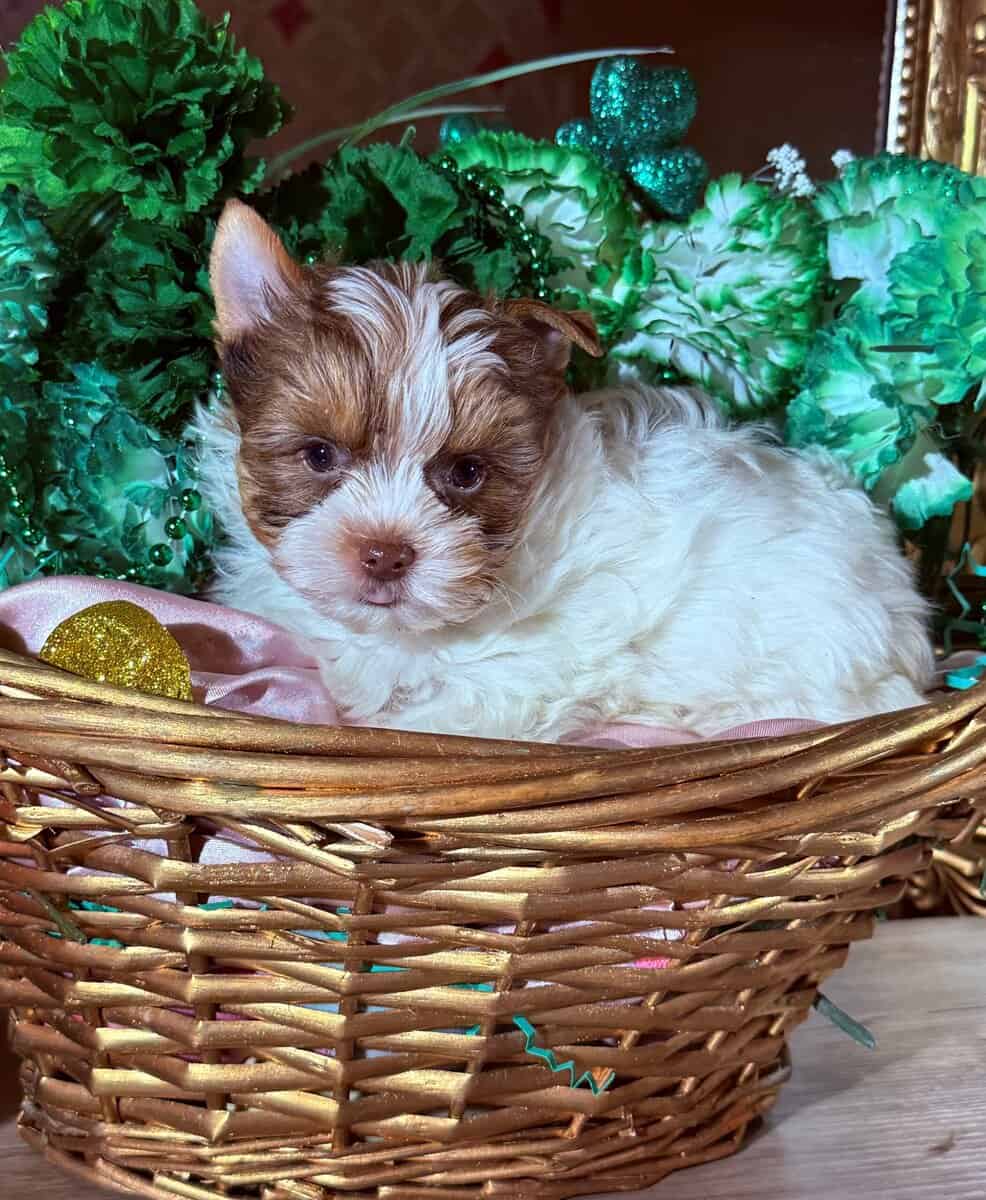 yorkies image 1