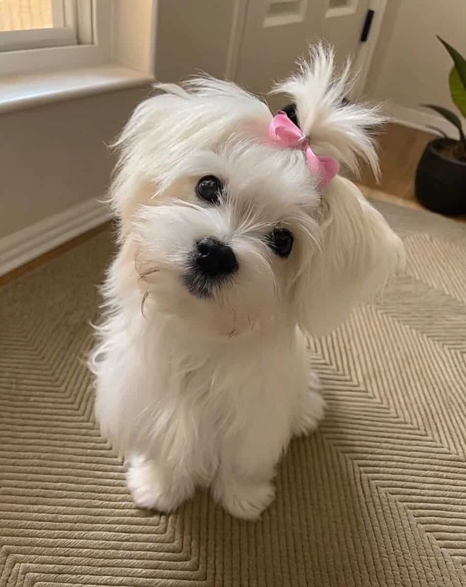 Loving puppies image 1