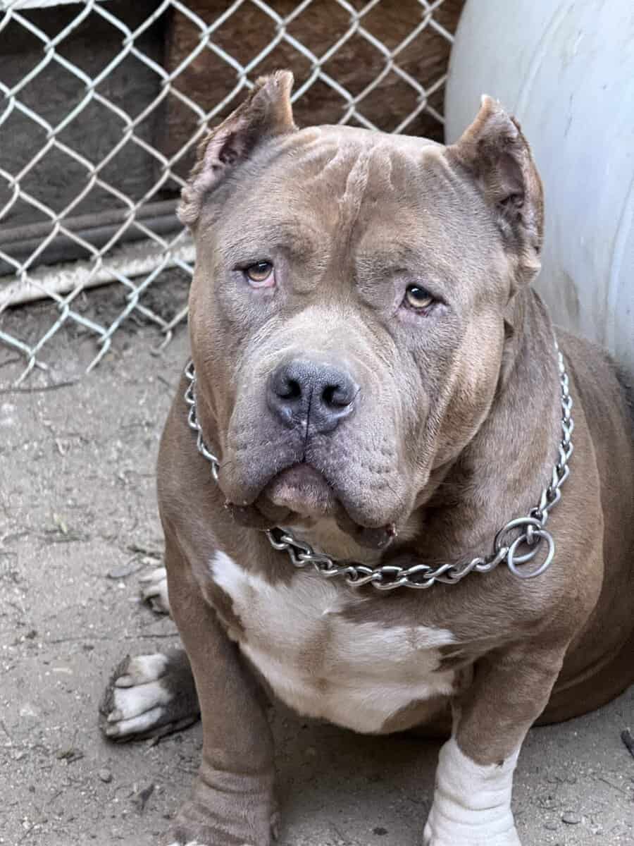 Standard brindle male bully open for stud image 7