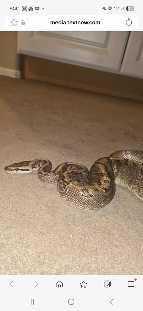 Ball Python and Tank image 3