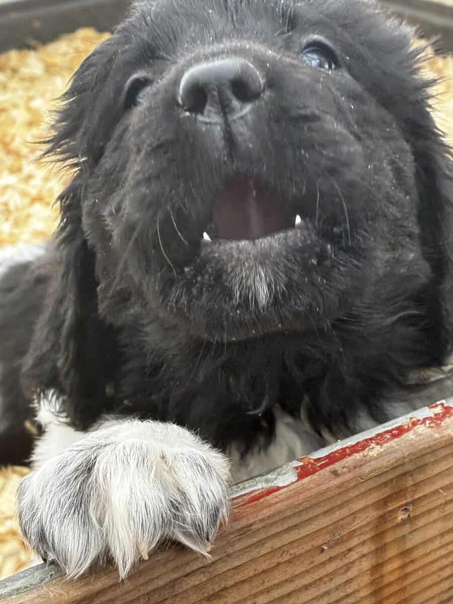 Newfoundland Lanseer Puppies image 8