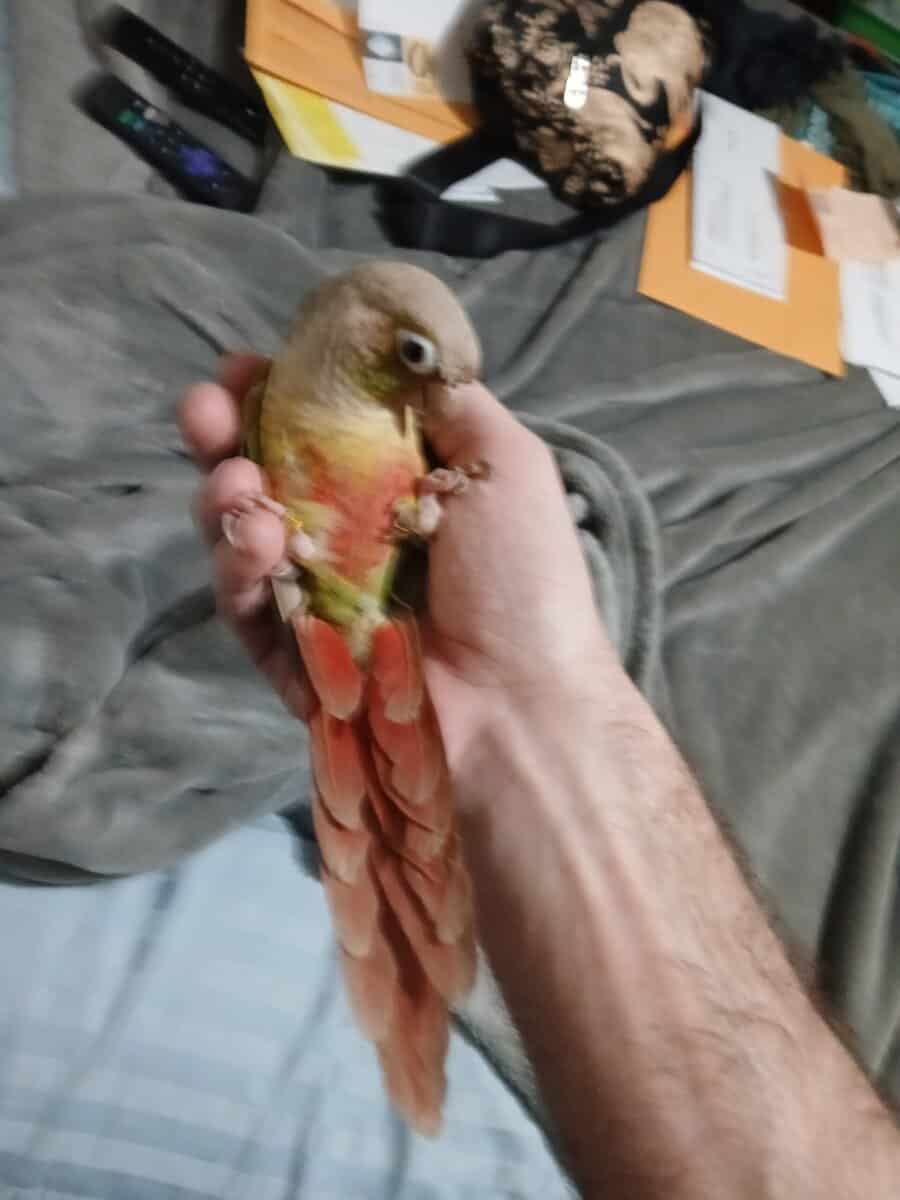 Mated pair of green cheek conures image 2