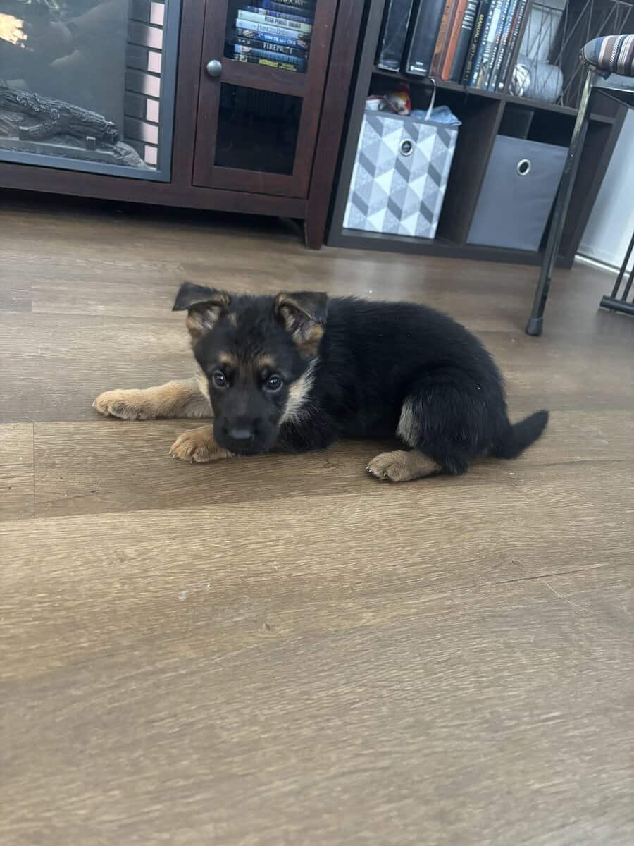 Purebred German Shepherd Puppies image 5