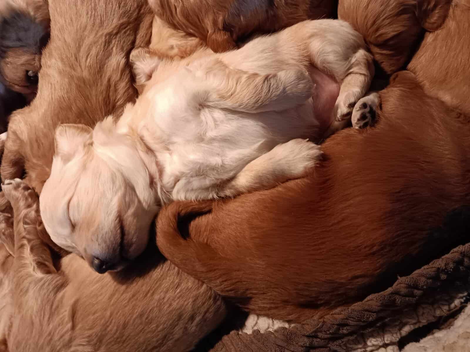 Hello, i have mini golden doodle labradoodles image 3