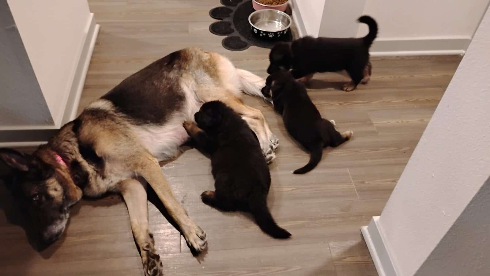 German shepherd puppies . Almost ready. 700. image 3