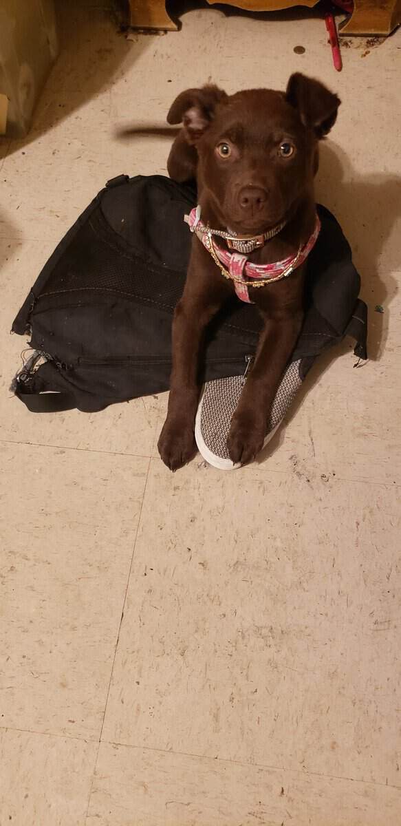 Meet Hazel image 2