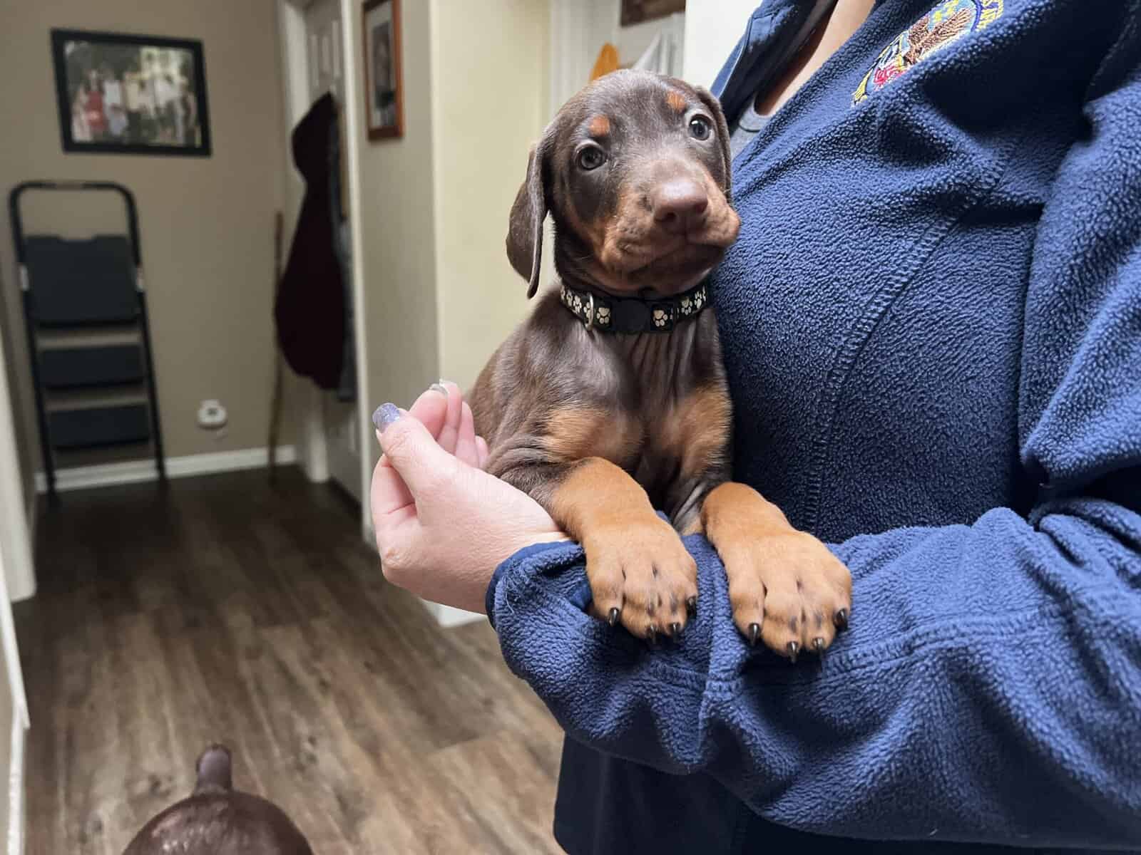 AKC European Doberman Pincher image 16