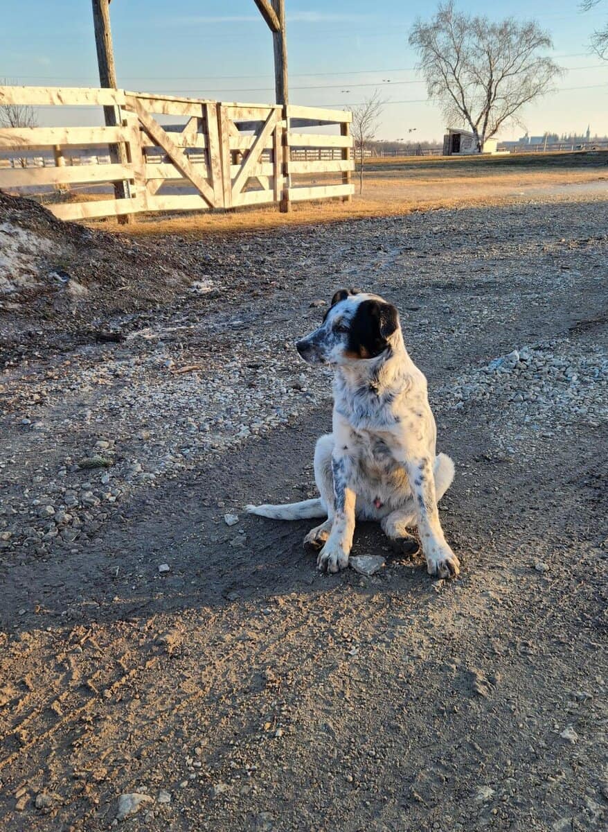 Blue Healer with some Australian Shepherd image 1