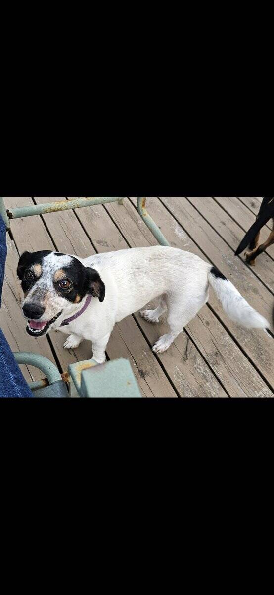 3 dogs to be rehomed image 1