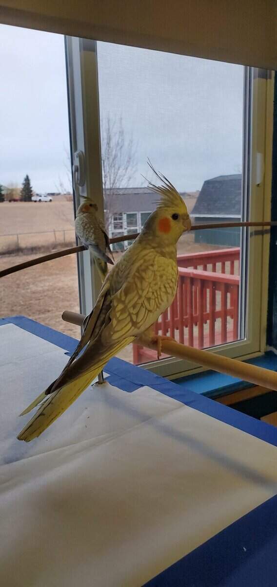 Rehoming cockatiels image 1
