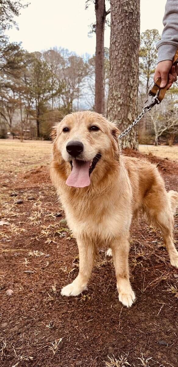 Golden Retriever image 4