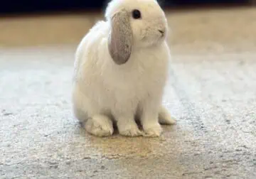Purebred Holland Lop Buck