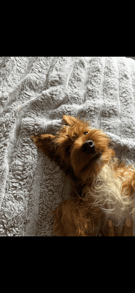 Yorkie looking for a great home image 3
