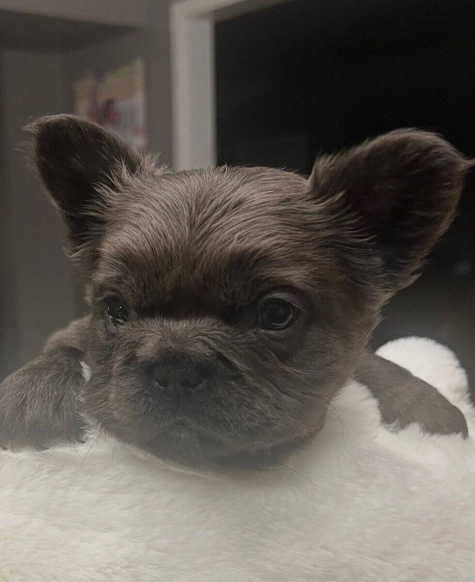 Bleu Velours French Bulldog- Chewy image 1