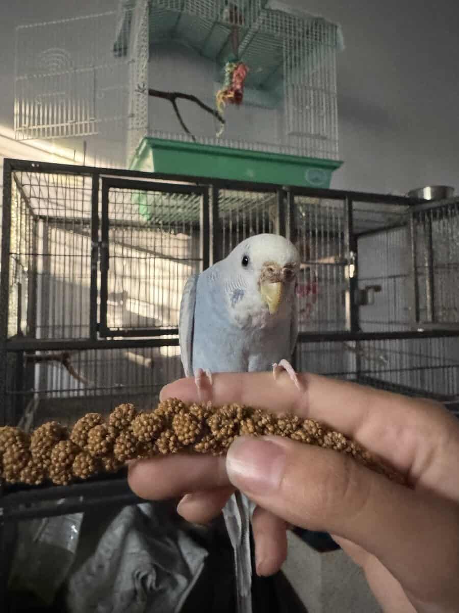 2 female Budgies. (With cage) image 2