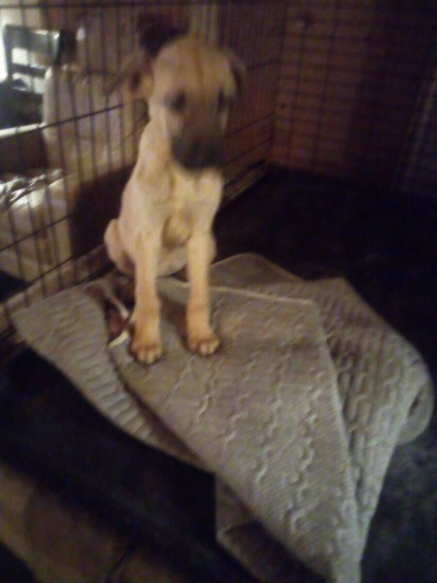 Great Dane puppies Saloon image 1