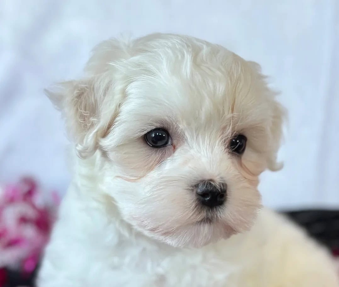 Female Maltese Puppy image 1