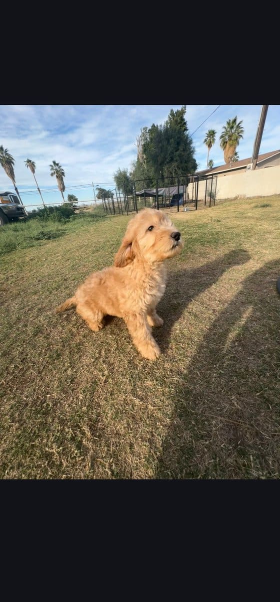 Sushi - Home raised Female F1B Goldendoodle image 2