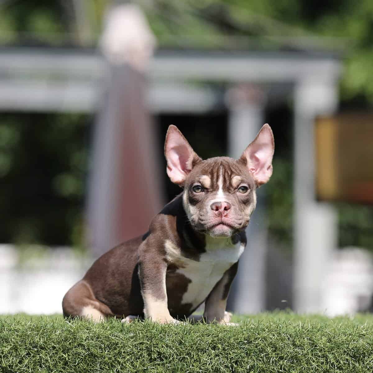 American Bully girls image 9