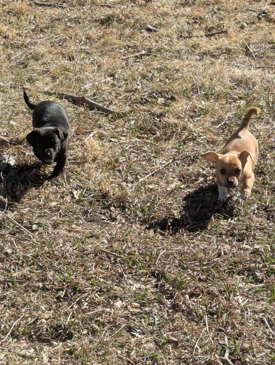 Chiweenie puppy Luke image 2
