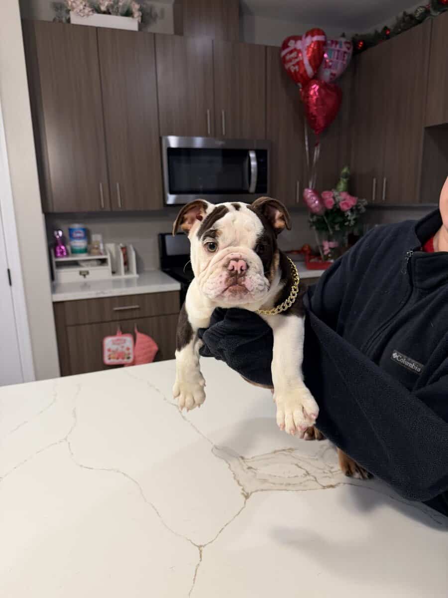 English bulldog image 1