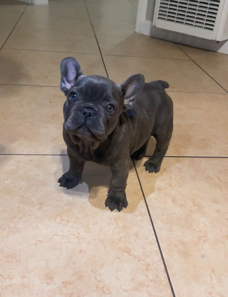 READY TO GO NOW – FRENCH BULLDOG PUPPIES 🐶 image 8