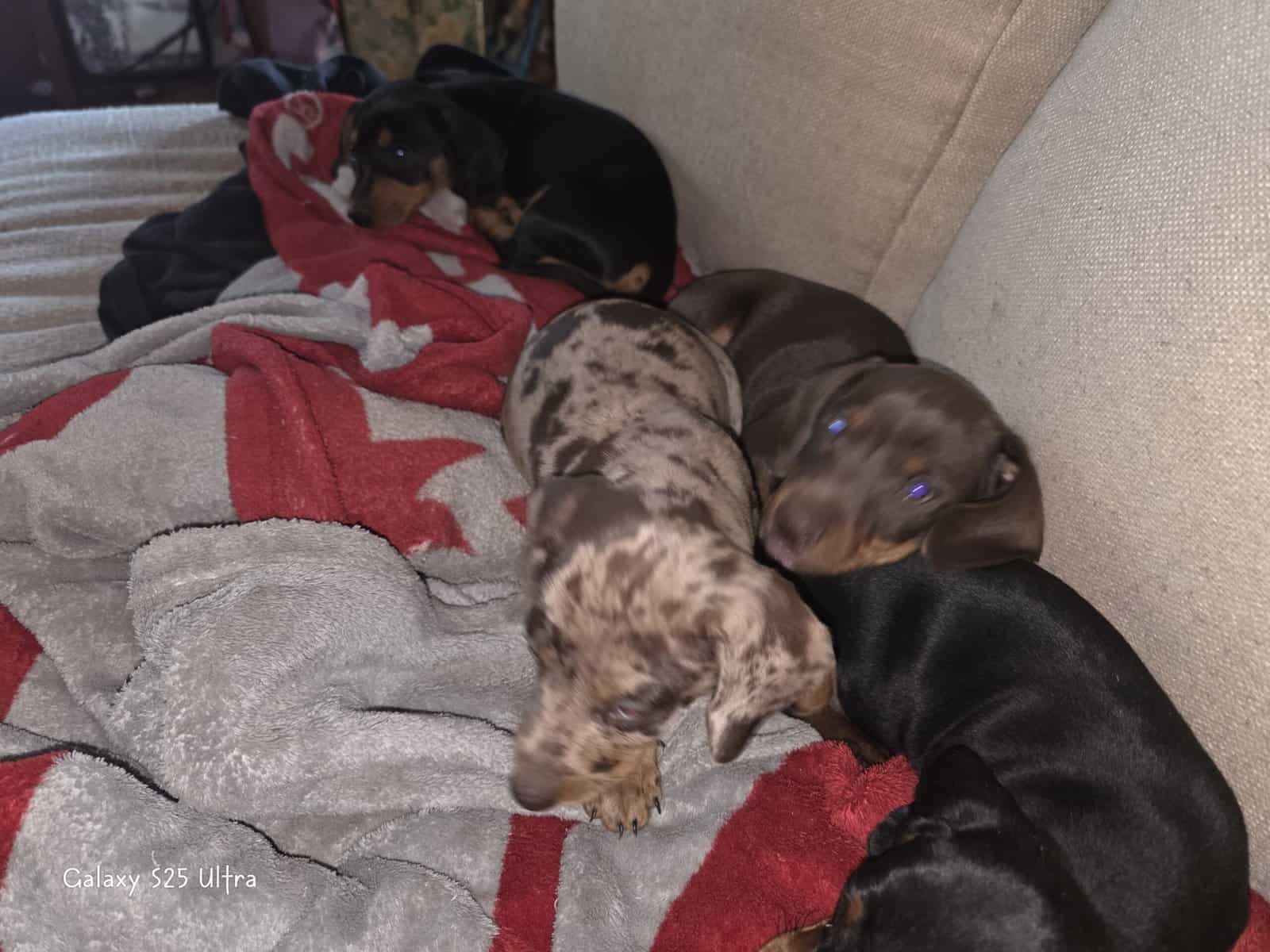 Chiweenie puppies image 9