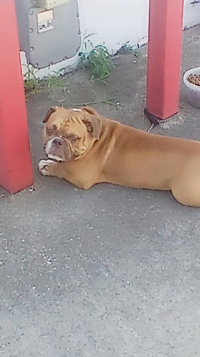 Rehoming my American Bully image 1