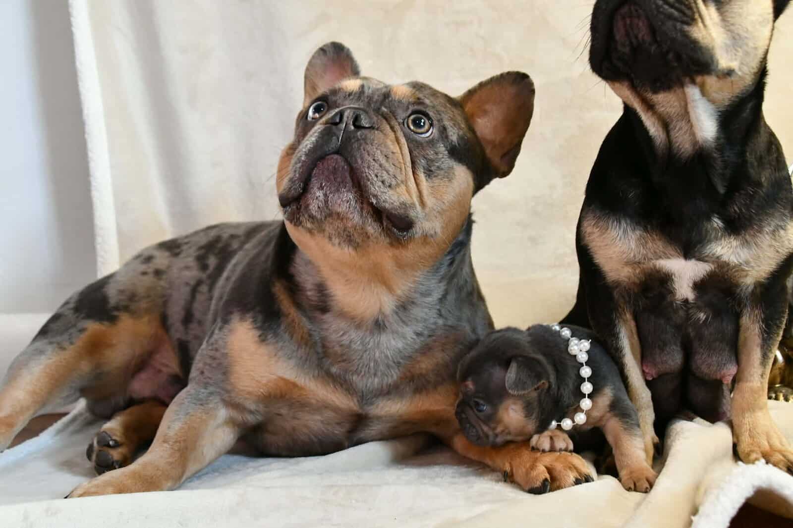 Litter of 6 for Sell - French Bulldogs image 18