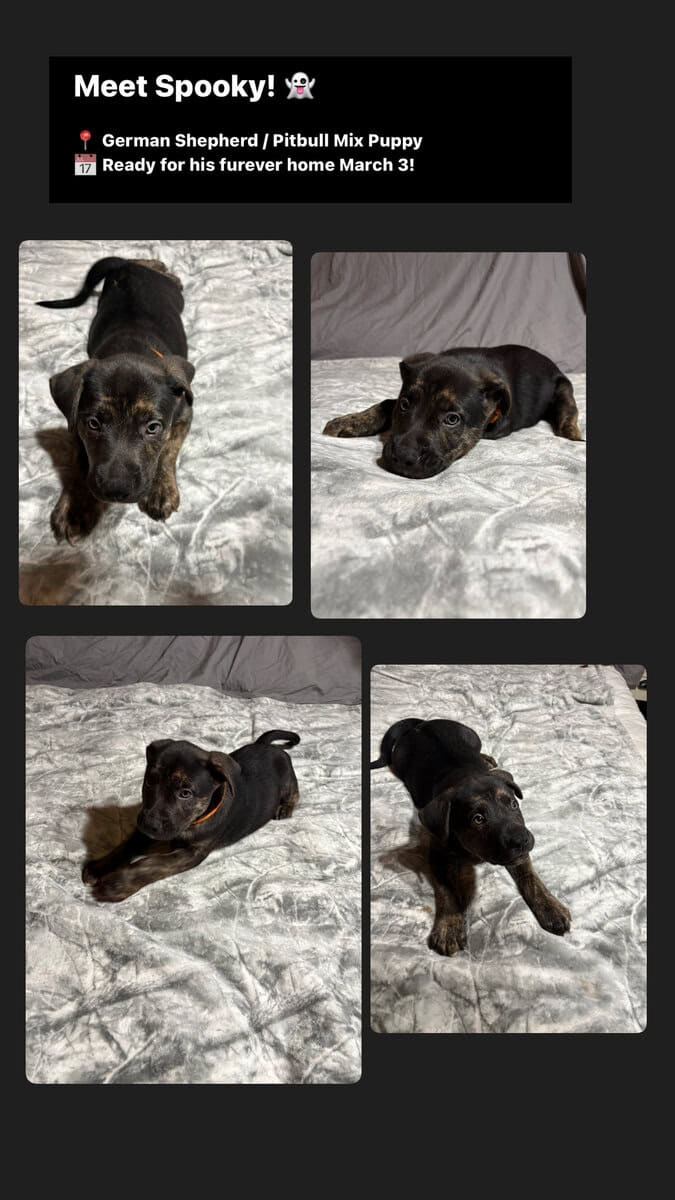 German Shepard/ pit bull puppies image 4