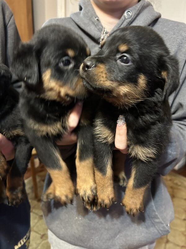 Rottweiler Puppies Currently Available On Adoption image 1
